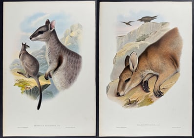 Gould, Australia - Group of 4 Wallaby Lithographs