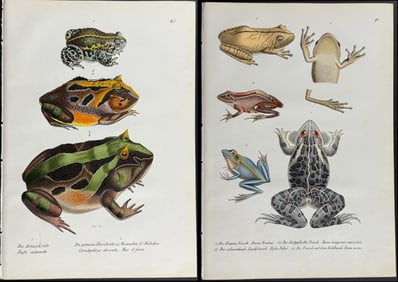 Schinz - Pair of Frog or Toad Lithographs: Including the Horned Frog & Nattenjack Toad