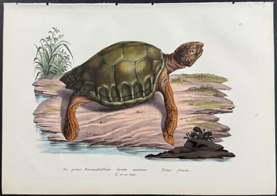 Schinz - Sea Turtle or Tortoise. 11