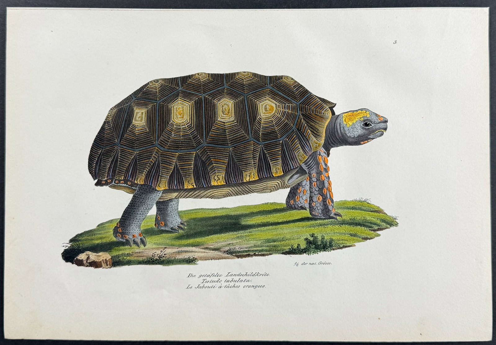 Schinz - Sea Turtle or Tortoise. 3 (1 of 1)