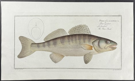 Bloch, Folio - The Picke-Pech - Perca Lucioperca. 51