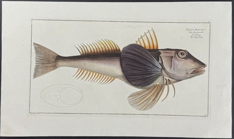 Bloch, Folio - The Tub Fish - Trigla Hirundo. 60