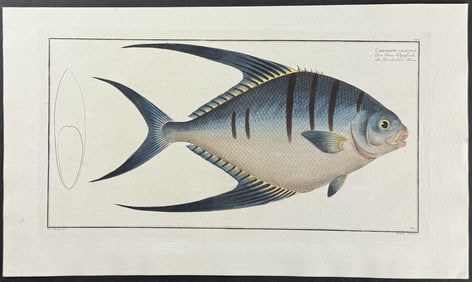 Bloch, Folio - Goodes Pompano - Chaetodon Glaucus. 210
