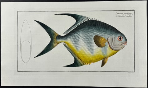 Bloch, Folio - Butterfly Fish - Chaetodon Rhomboides. 209