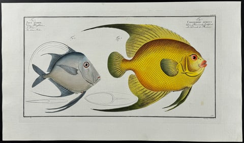 Bloch, Folio - Silver-Fish, Oriental Butterfly Fish - Zeus Vomer, Chaetodon Aureus. 193