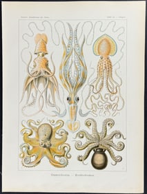 Haeckel - Octopus & Squid; Gamochonia. 54
