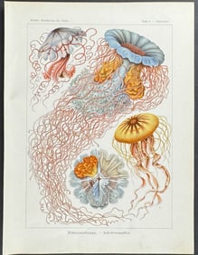 Haeckel - Jellyfish; Discomedusae. 8
