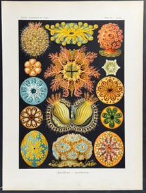 Haeckel - Sea Squirt; Ascidiae. 85