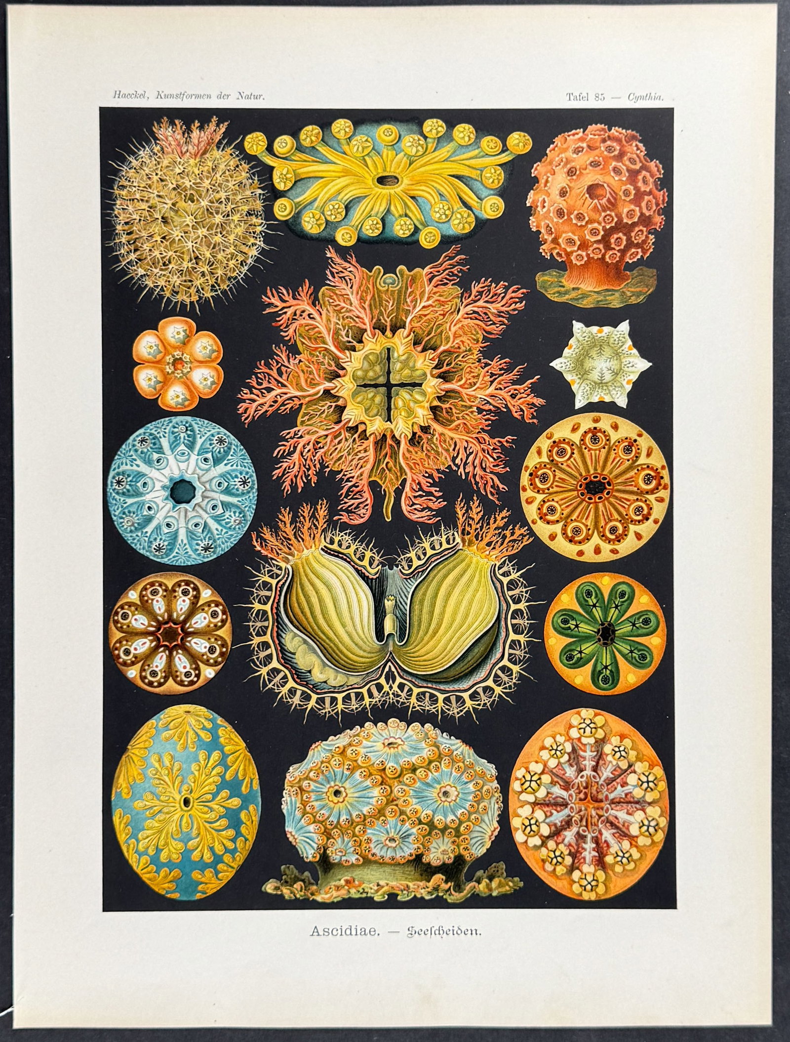 Haeckel - Sea Squirt; Ascidiae. 85 (1 of 1)