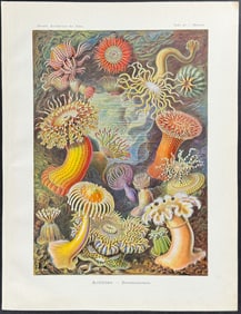 Haeckel - Sea Anemone; Actiniae. 49