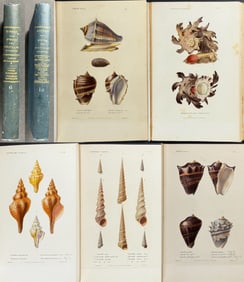 Kiener's ...Coquilles vivantes - Two Volumes with 101 Hand-colored Shell Engravings