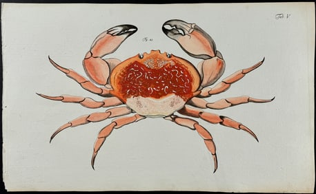 Herbst - Crab. 5
