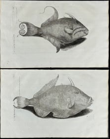 Willughby - Group of 6 Triggerfish Engravings