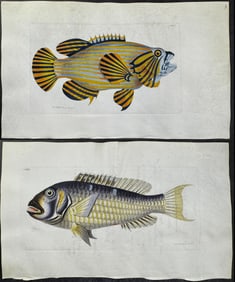 Shaw & Nodder, On Vellum - Group of 5 Fish Engravings