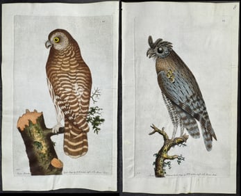 Shaw & Nodder, On Vellum - Pair of Owl Engravings