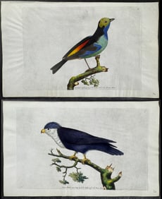 Shaw & Nodder, On Vellum - Pair of Bird Engravings: Parrakeet & Tanager
