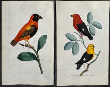 Shaw & Nodder, On Vellum - 4 Bird Engravings