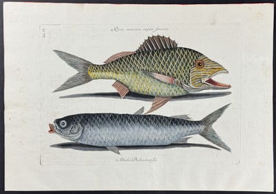 Catesby - Grunt & Mullet. 6