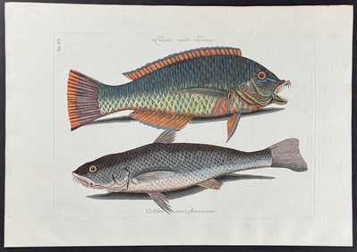 Catesby - Pudding-Wife & Carolina Whiting. 12