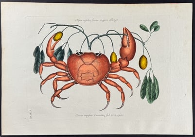 Catesby - Land Crab with Black Wood. 32