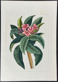 Catesby - Plumeria Flore Roseo (Red Frangipanni). 92