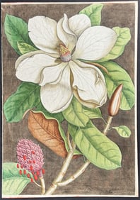Catesby - Laurel-Tree of Carolina (Magnolia). 61