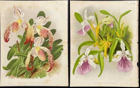 Warner - Group of 8 Orchid Lithographs