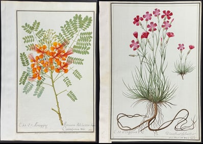 Group of 6 Original Botanical Watercolors (according to Linnaeus system)