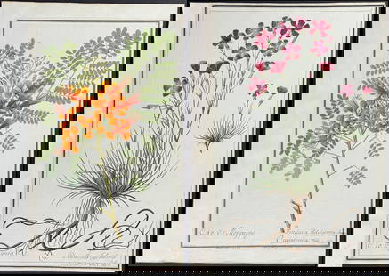 Group of 6 Original Botanical Watercolors (according to Linnaeus system): This superb original botanical watercolor is from a manuscript entitled Hortus Botanicus which illustrated plants according to the Linnaean system and Willdenow's revisions. The manuscript was complet