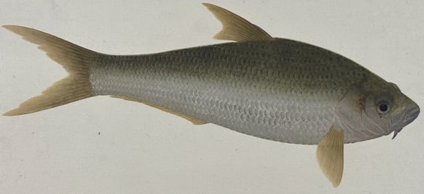 Original Watercolor of Fish