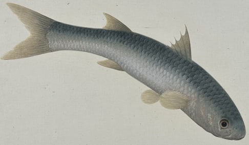 Original Watercolor of Fish