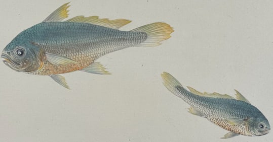 Original Watercolor of Fish