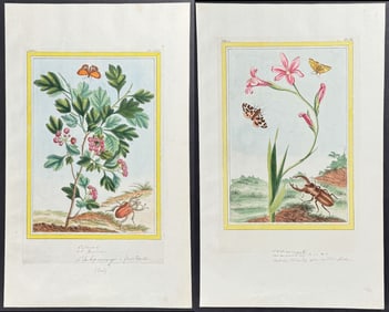 Buchoz - Pair of Insect & Botanical Engravings: Hawthorne, Ixia, Moth & Butterflies