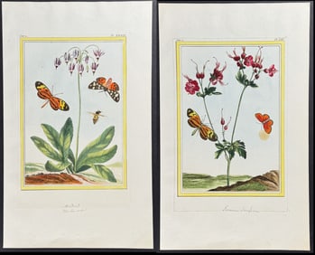 Buchoz - Group of 4 Insect & Botanical Engravings