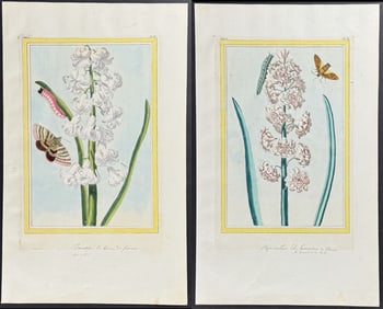 Buchoz - Pair of Hyacinth, Caterpillar, & Moth Engravings