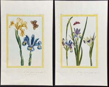 Buchoz - Pair of Iris & Butterfly, or Moth Engravings