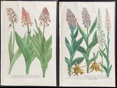 Weinmann - Group of 5 Orchid Engravings