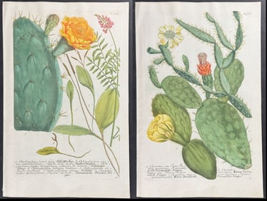 Weinmann - Pair of Cactus Engravings