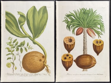 Weinmann - Group of 6 Palm Tree Engravings