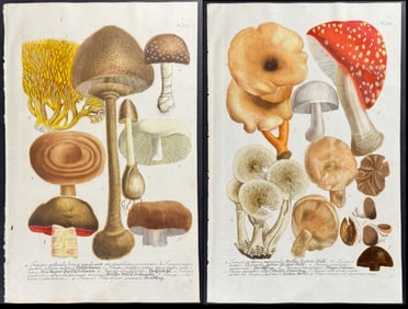 Weinmann - Group of 4 Mushroom Engravings