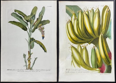 Trew - Group of 3 Banana Tree Engravings
