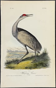 Audubon - Sandhill Crane or Whooping Crane (Young). 314