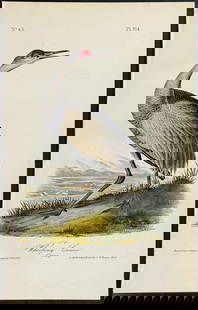 Audubon - Sandhill Crane or Whooping Crane (Young). 314: This hand-colored lithograph comes from John James Audubon's first octavo edition of Birds of America published from 1840 to 1844. The work was completed under the direct supervision of J. J. Audubon.