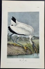 Audubon - Wood Ibis. 361
