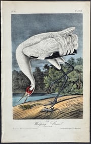 Audubon - Whooping Crane (Endangered). 313