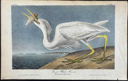 Audubon - Great White Heron. 368
