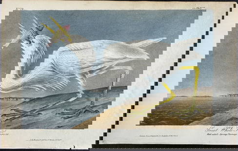 Audubon - Great White Heron. 368: This hand-colored lithograph comes from John James Audubon's first octavo edition of Birds of America published from 1840 to 1844. The work was completed under the direct supervision of J. J. Audubon.