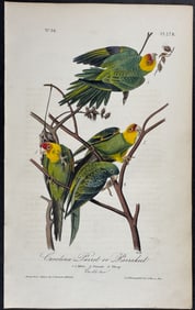 Audubon - Carolina Parrot or Parrakeet. 278
