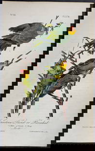 Audubon - Carolina Parrot or Parrakeet. 278: This hand-colored lithograph comes from John James Audubon's first octavo edition of Birds of America published from 1840 to 1844. The work was completed under the direct supervision of J. J. Audubon.