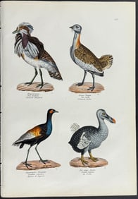 Schinz - Dodo Bird, Bustard, Trumpeter. 110